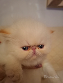 Maschietto red point