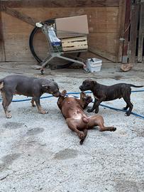 Pitbull ukc
