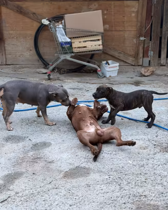Pitbull ukc