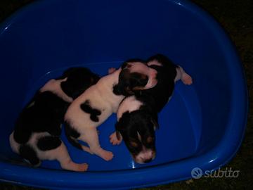 Adorabili cuccioli di Beagle