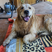 Golden Retriever maschio per monta