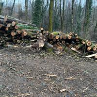 Legna di Frassine per stufa a legna