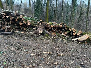 Legna di Frassine per stufa a legna