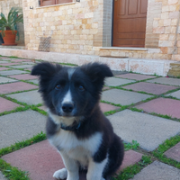 Cucciolo border collie
