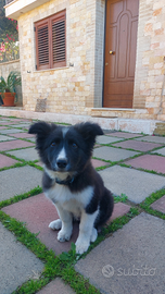 Cucciolo border collie