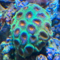 Acquario Marino coralli