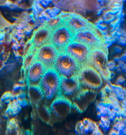 Acquario Marino coralli