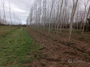 RGE 278/2023 Trib Pavia - LOTTO 5