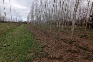 RGE 278/2023 Trib Pavia - LOTTO 5