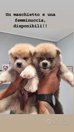Cuccioli Akita inu