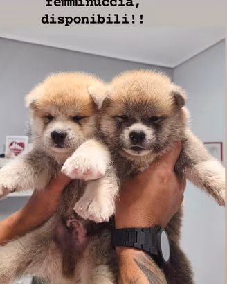 Cuccioli Akita inu