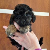 Cuccioli di barbone nano