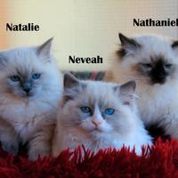 Cuccioli razza RAGDOLL con pedigree