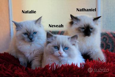 Cuccioli razza RAGDOLL con pedigree