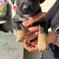 Cagnolino in adozione