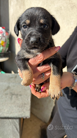 Cagnolino in adozione