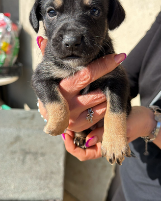 Cagnolino in adozione