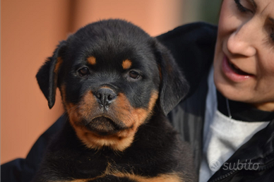 Cucciole Rottweiler Roma