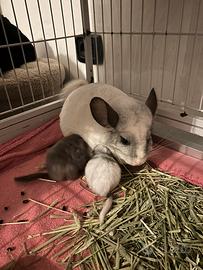 Cuccioli di cincillà