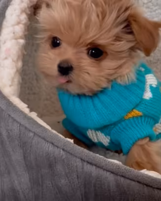 maltipoo cuccioli taglia mini Toy 