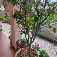 pianta di limome
