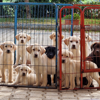 Cuccioli di Labrador Retriever