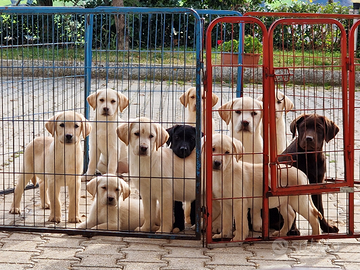 Cuccioli di Labrador Retriever