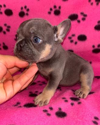 Cuccioli di bulldog francese esotici