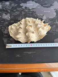 Conchiglia Tridacna Squamosa 18 cm