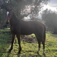 Cavallo maremmano tradizionale