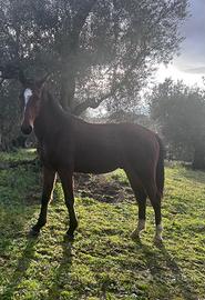 Cavallo maremmano tradizionale