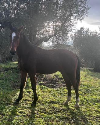 Cavallo maremmano tradizionale