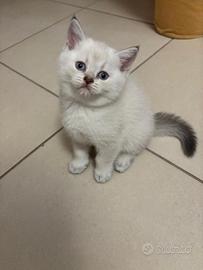 Gatti di razza