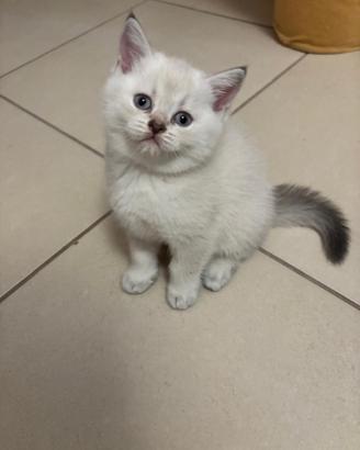 Gatti di razza