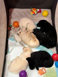 Cucciolo Labrador retriver