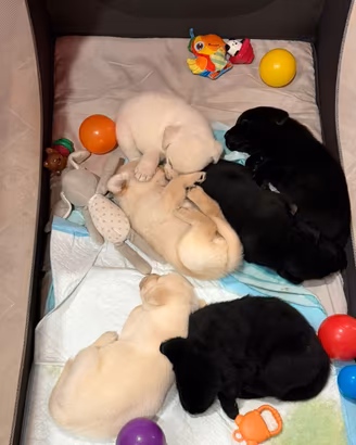 Cucciolo Labrador retriver