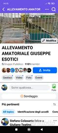 Cocorite Pappagalli Animali Esotici Uccelli Hagoro