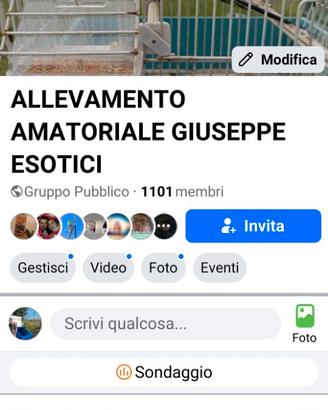 Cocorite Pappagalli Animali Esotici Uccelli Hagoro