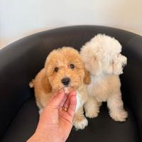 Ultimo Barboncino Red Nano