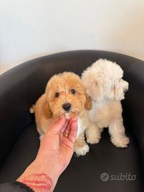 Ultimo Barboncino Red Nano