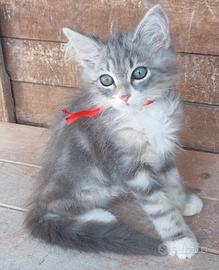 gattini Siberiani ipoallergenici con pedigree 