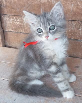 gattini Siberiani ipoallergenici con pedigree 