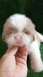 Shihtzu Isabella Pink E Chocolate Pied
