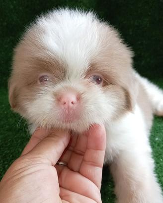 Shihtzu Isabella Pink E Chocolate Pied