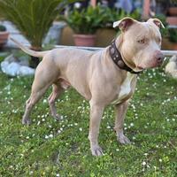 American Pitbull Terrier UKC