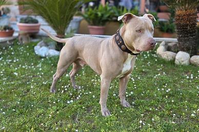 American Pitbull Terrier UKC