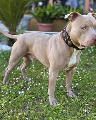 American Pitbull Terrier UKC