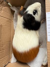 Cavia