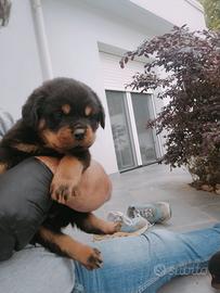 Cucciola di Rottweiler