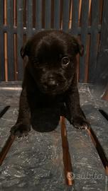 Cuccioli di cane